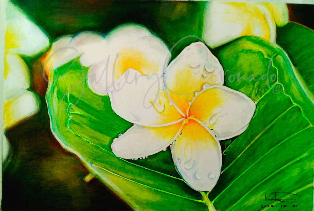 Frangipani Plumeria  P Art | GalleryCoronado