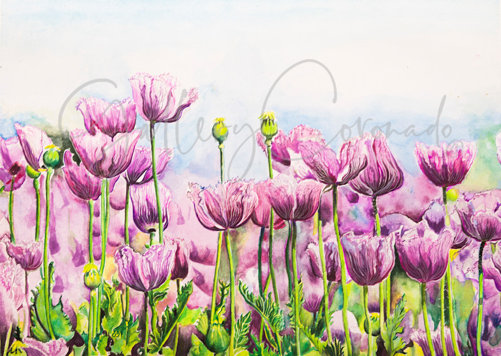 Tulips  P Art | GalleryCoronado