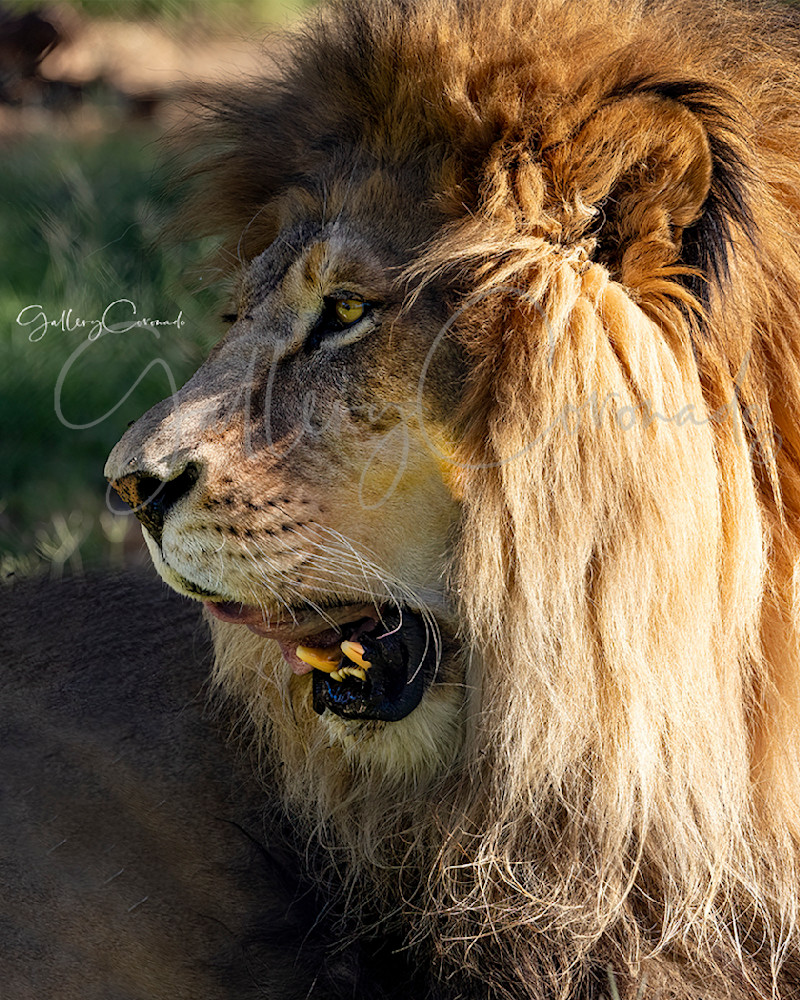 Lion 0132.AI. Patricia Lam Art | GalleryCoronado