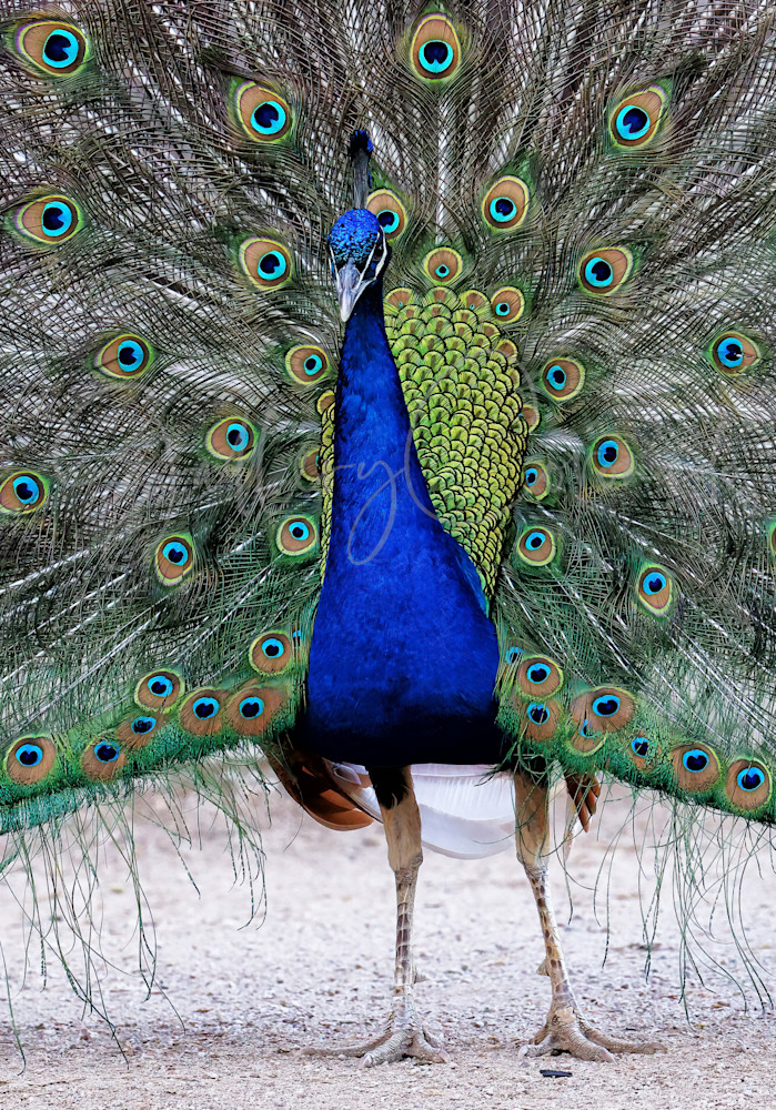 Peacock Closer 0279 Art | GalleryCoronado