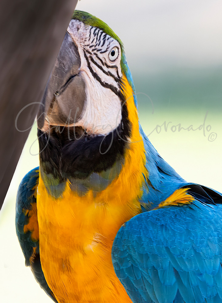 Peekin Parrot Macaw 0105 Art | GalleryCoronado