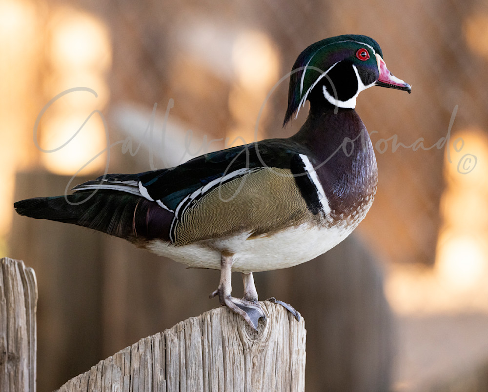 Wood Duck Profile 0238 Art | GalleryCoronado