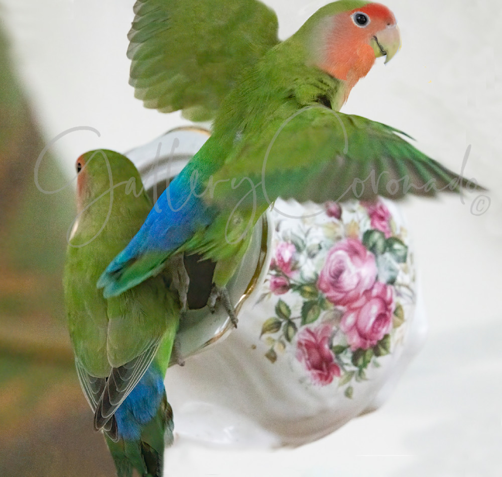 Flying Lovebird Two Birds 1772 Art | GalleryCoronado