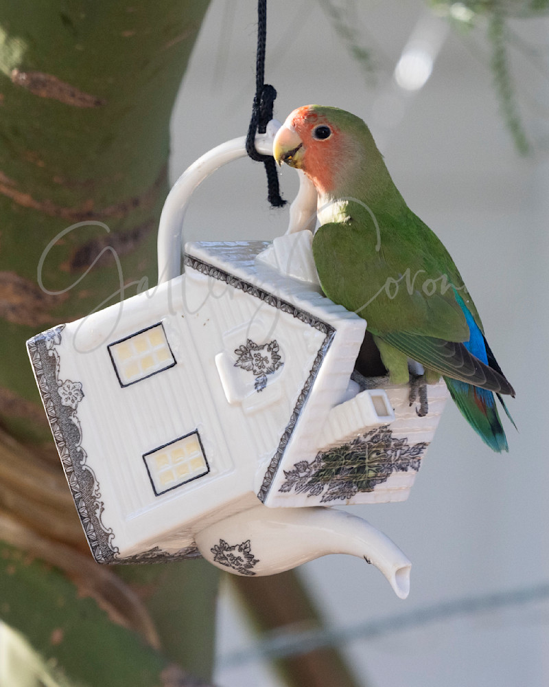 Lovebird On Teapot 1767 Art | GalleryCoronado