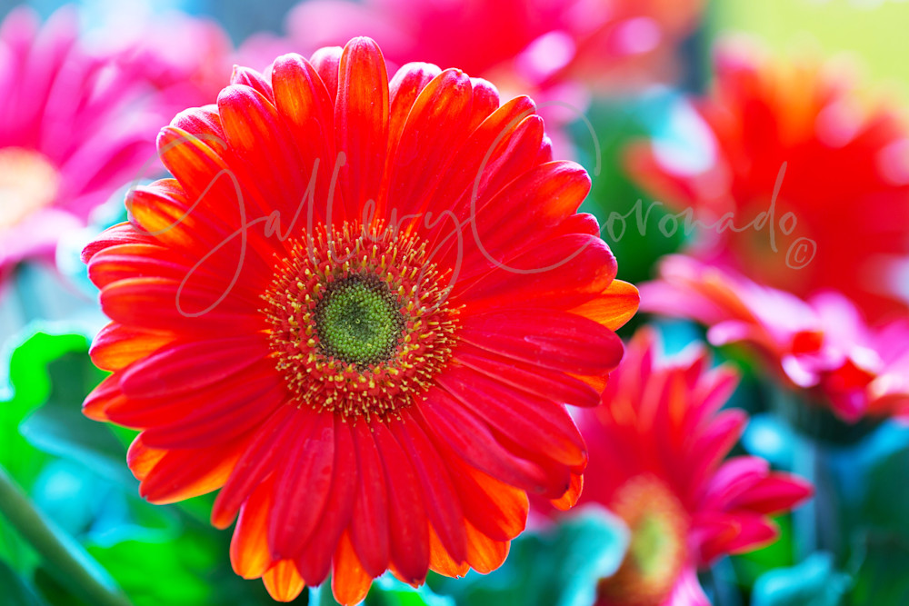 Gerbera  Lt Art | GalleryCoronado