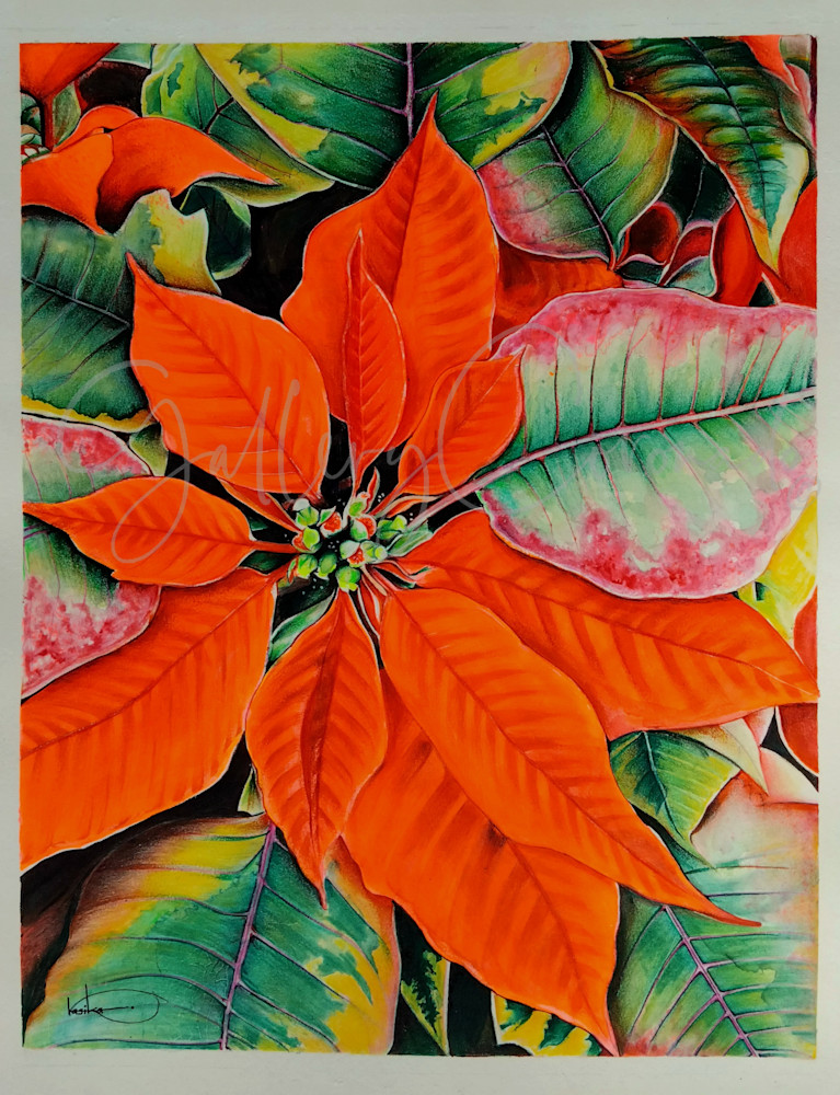 Pointsetta Rasika 936f P Art | GalleryCoronado