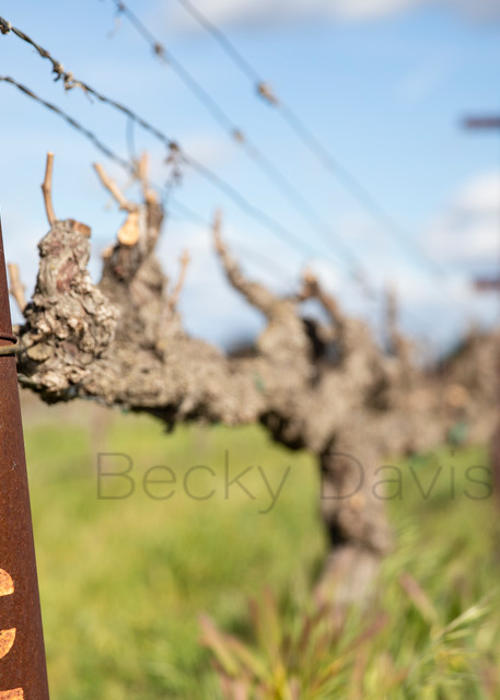 Counting Vines in California's Vineyards