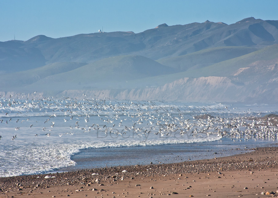 Seagulls Take Flight California Coast Photography