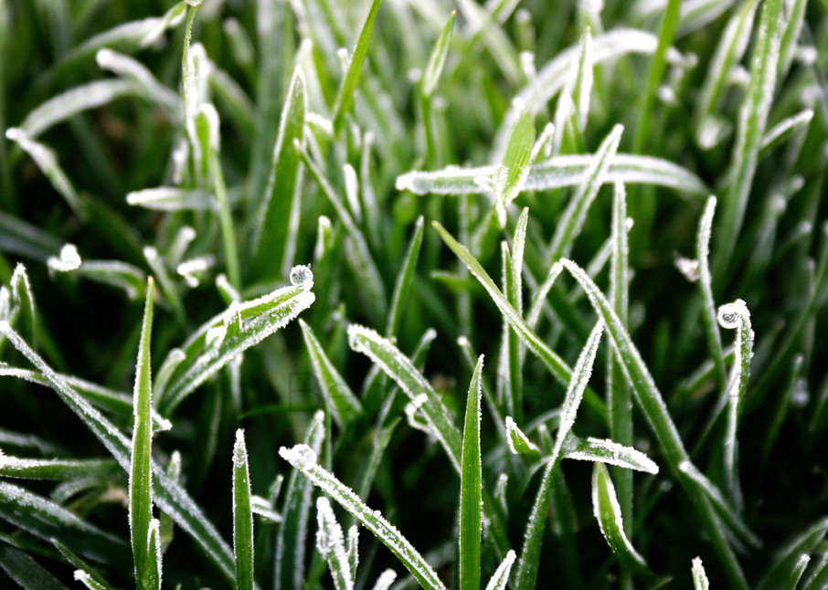 Frost On Grass Actioned Edit Photography Art | Becky Davis