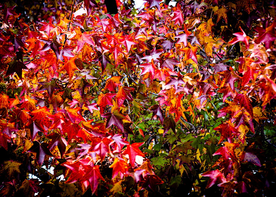 Fall Colors Photography Art | Becky Davis