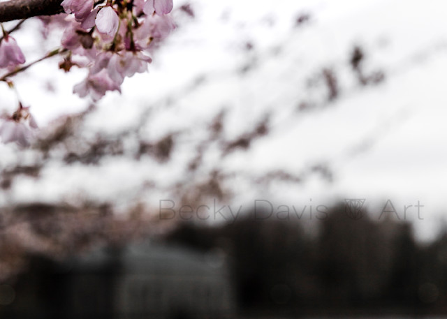 Central Park Spring Photography Art | Becky Davis