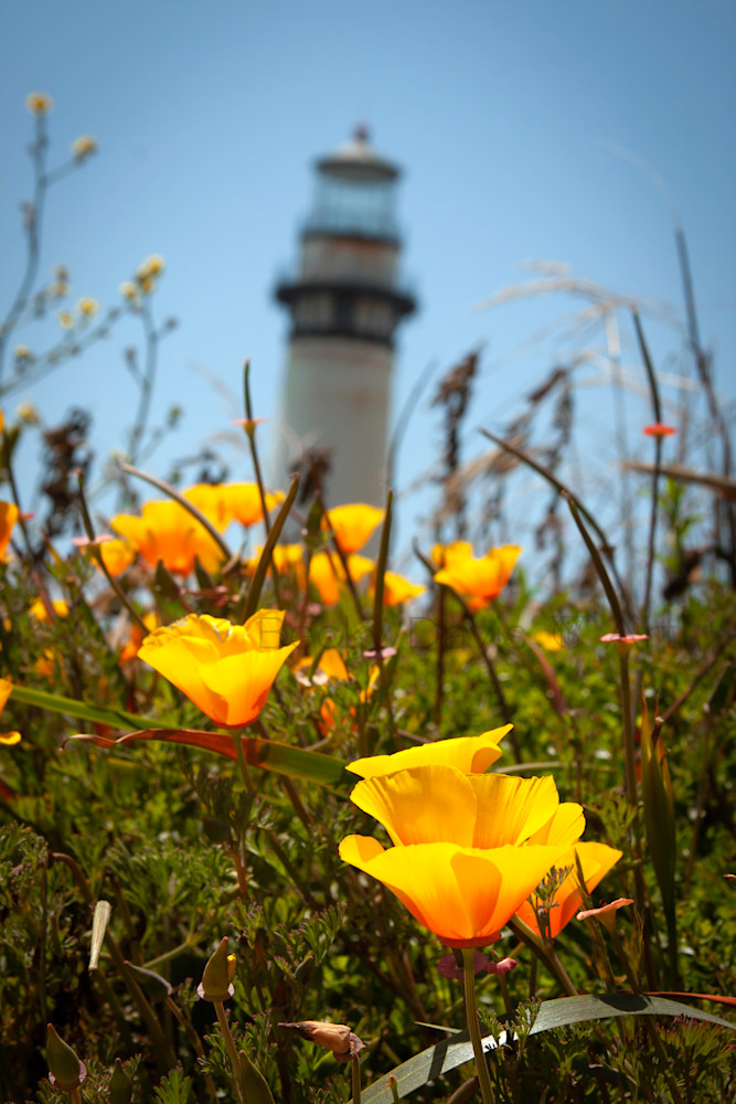 Lighthouse Poppies Photograph