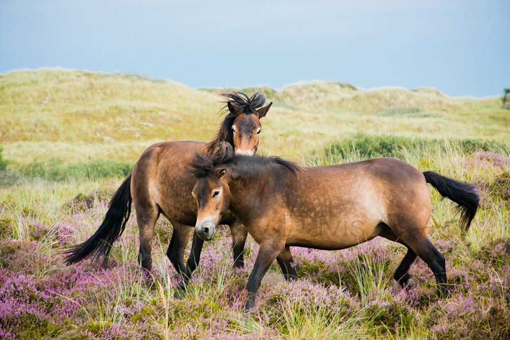 Island Horses on Terschelling Photograph Netherlands