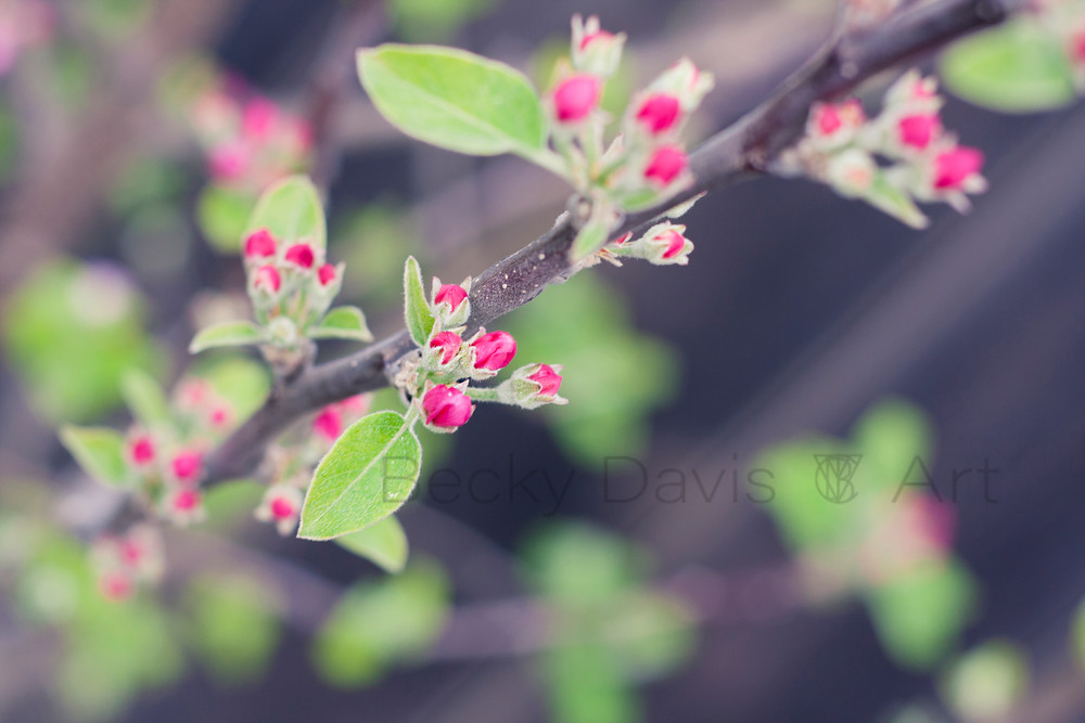 Apple Blossoms Photograph New Life