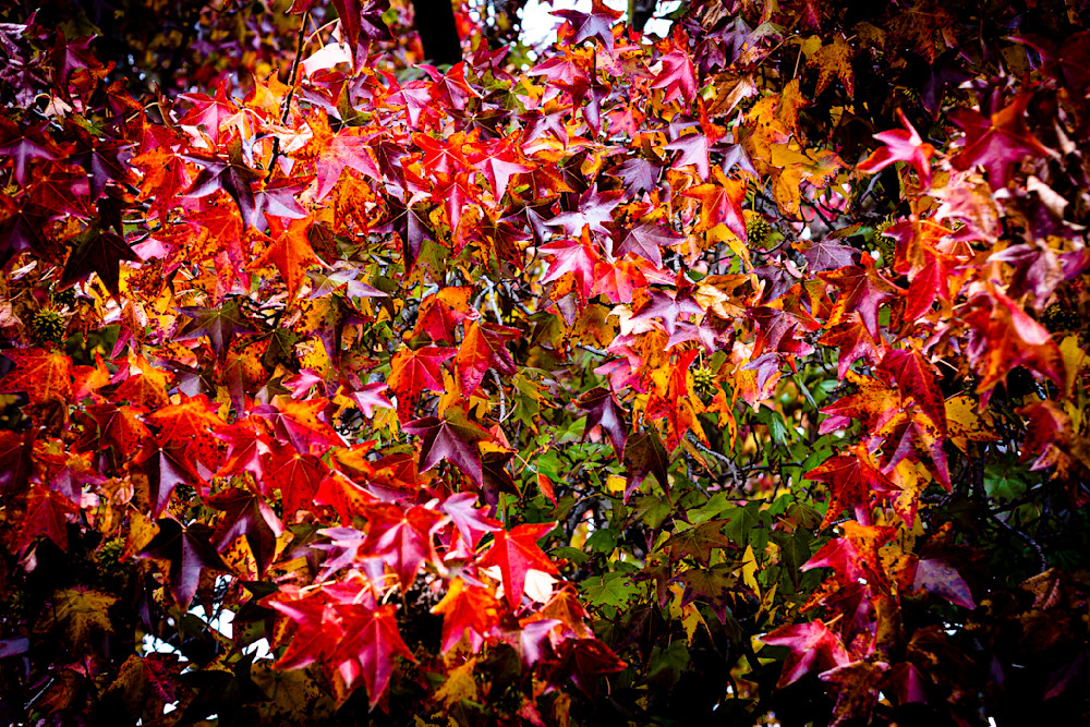 Fall Colors Photography Art | Becky Davis