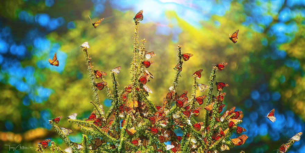 Spring Monarchs Art | Fiovida Studio & Art Gallery