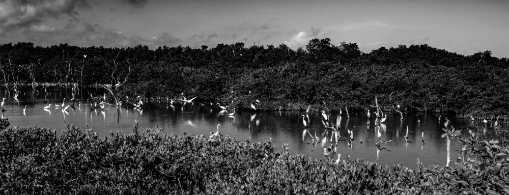 Master Bw Bird Logoon Art | Fiovida Studio & Art Gallery