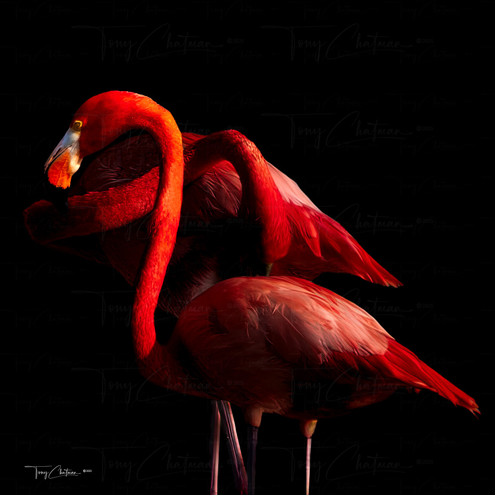 Flamingo Couple Art | Fiovida Studio & Art Gallery