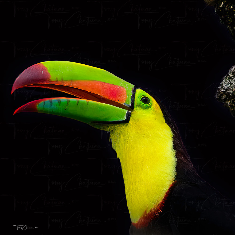 Master Black Tucan Art | Fiovida Studio & Art Gallery