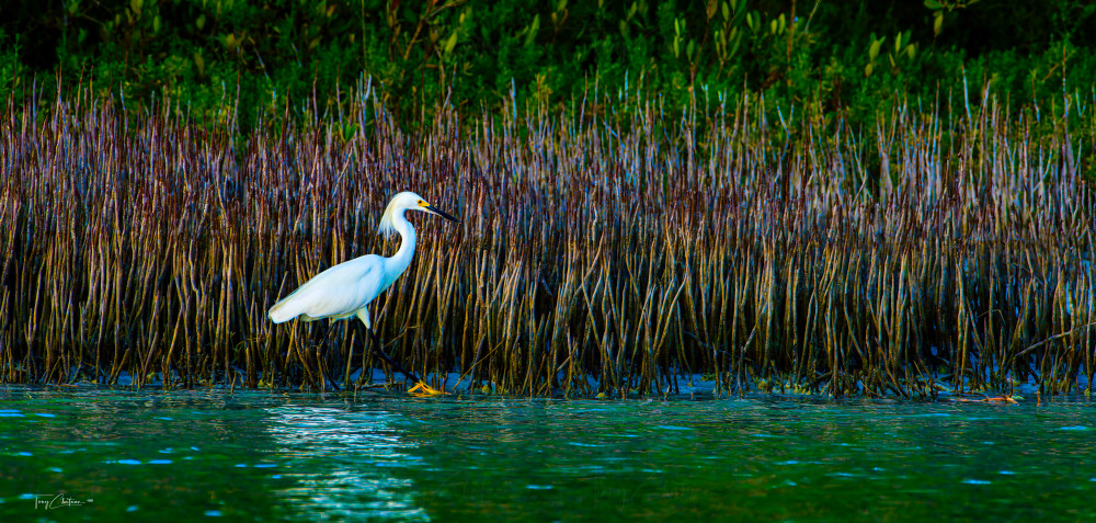 Aerial Tango Art | Fiovida Studio & Art Gallery