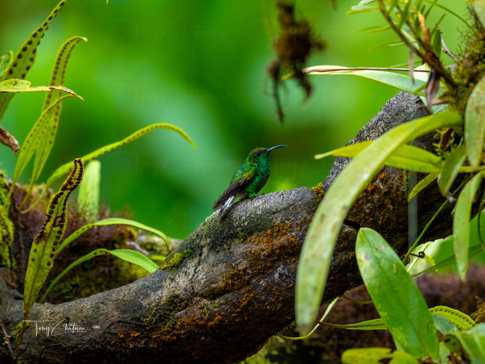 Master Hummingbird 8165 Art | Fiovida Studio & Art Gallery