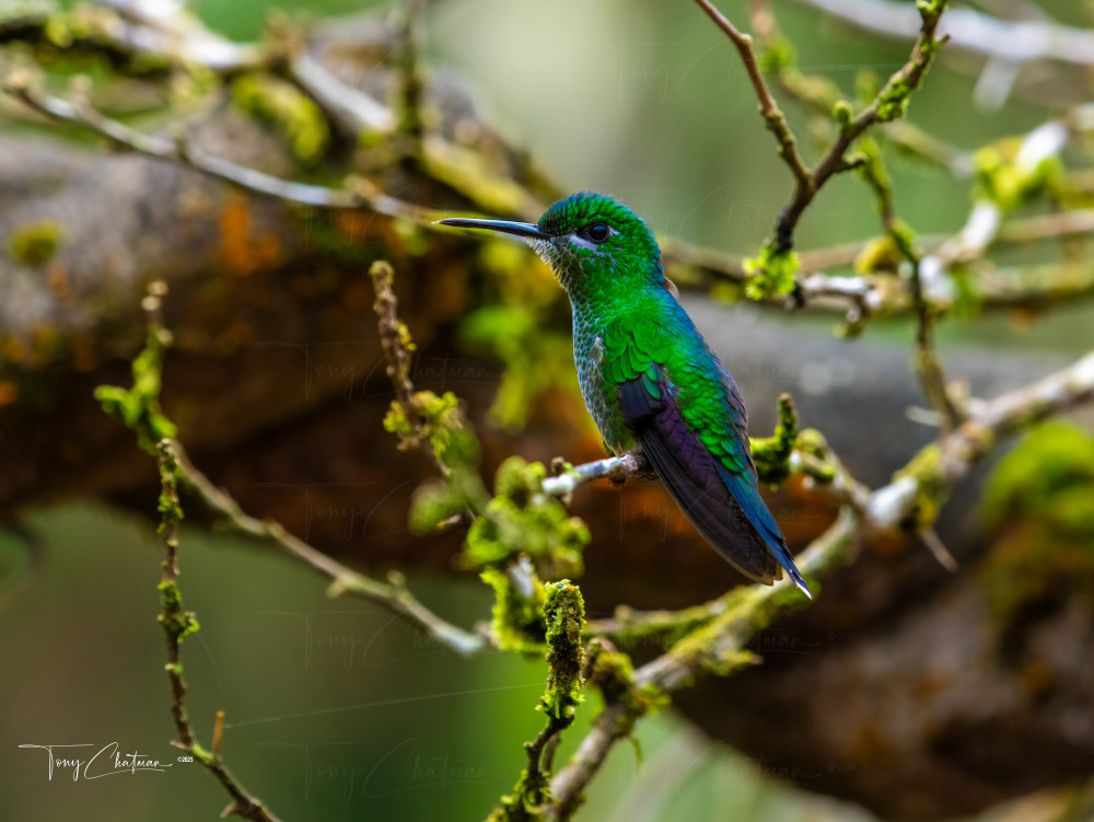 Master Hummingbird 8157 Art | Fiovida Studio & Art Gallery