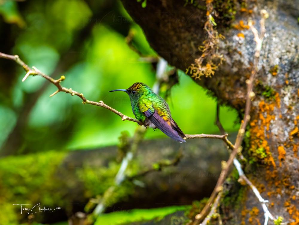 Master Hummingbird 8200 Art | Fiovida Studio & Art Gallery