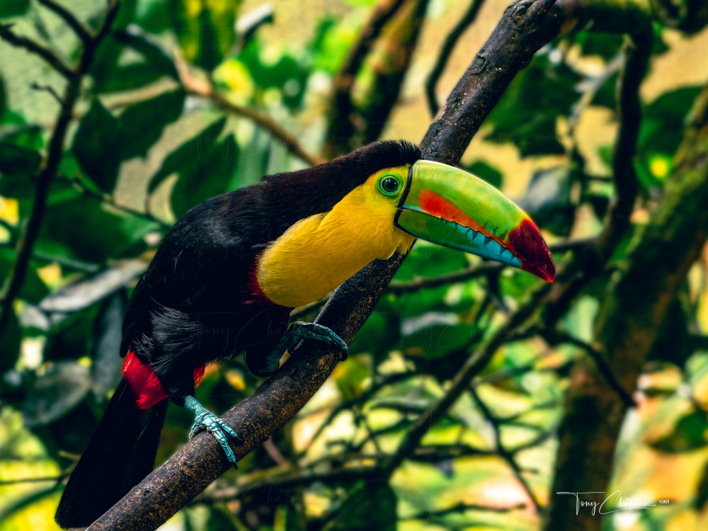 Master Keel Billed 7917 Art | Fiovida Studio & Art Gallery