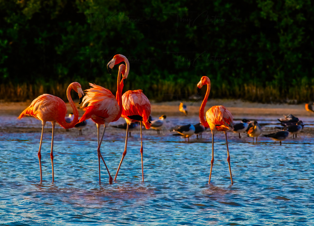 Sunset Quartet Art | Fiovida Studio & Art Gallery