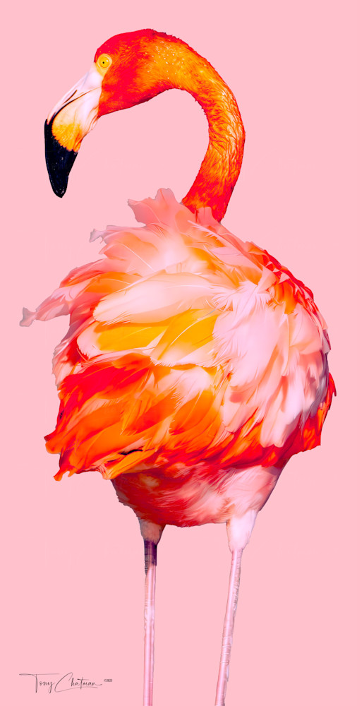 Master Pink Flamingo 18x36 Art | Fiovida Studio & Art Gallery