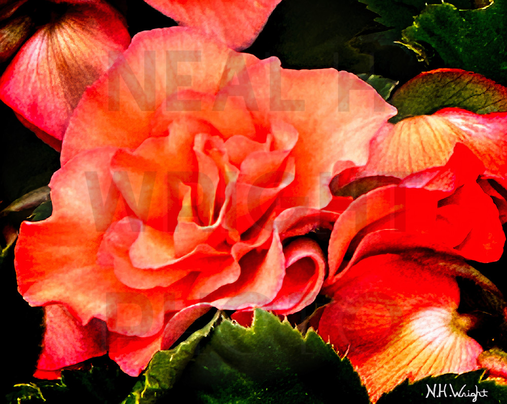 Sunning Orangy Red Begonyas