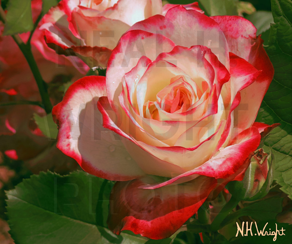 Red White Rose In Situ B7 S10 Photography Art | NAS Ventures dba as Neal Wright Photography