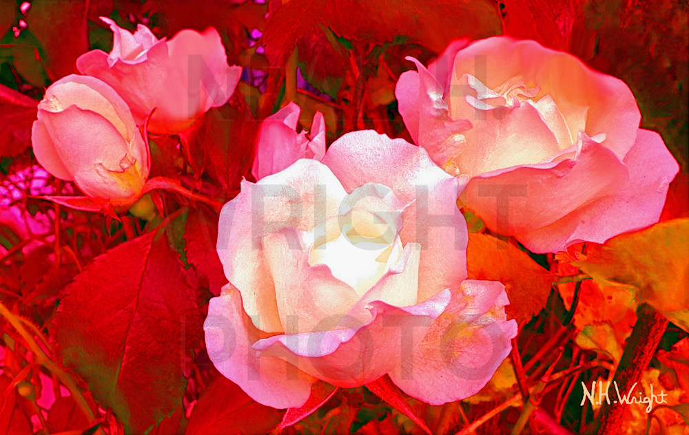 "She's Got Rose Colored Glasses" by Neal H. wright 