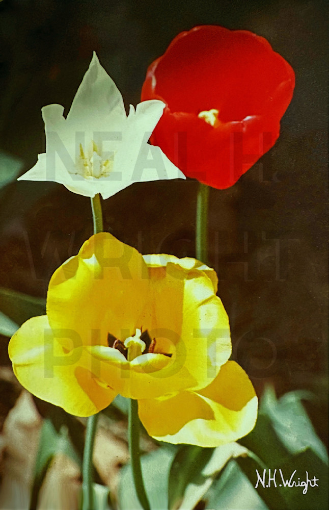 Tulips For Troubadors Photography Art | NAS Ventures dba as Neal Wright Photography