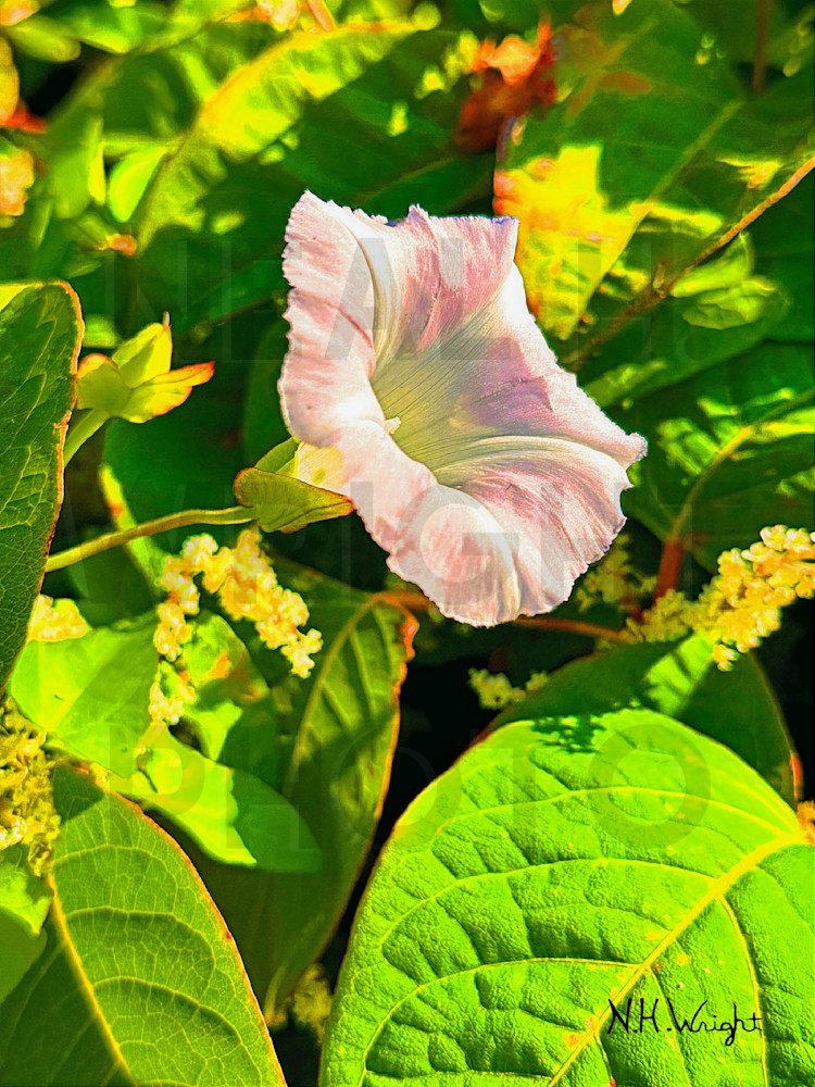 "A Solo Morning Glory Flower" by Neal H. Wright 
