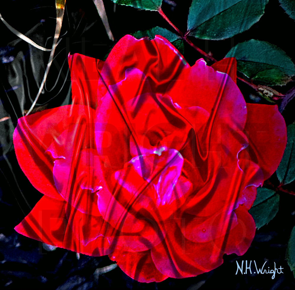 Satin Solo Red Rose January 20, 2025 