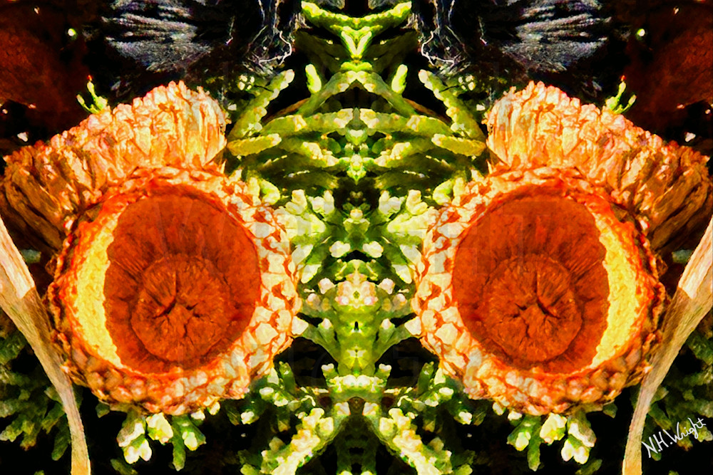 Acorn Shell Face Photography Art | NAS Ventures dba as Neal Wright Photography