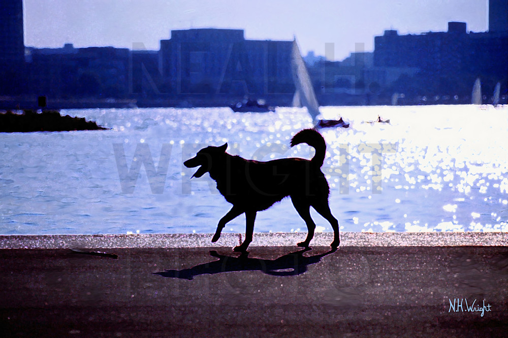 "Happy's Silhouette By The Charles River Photography Art | NAS Ventures dba as Neal Wright Photography