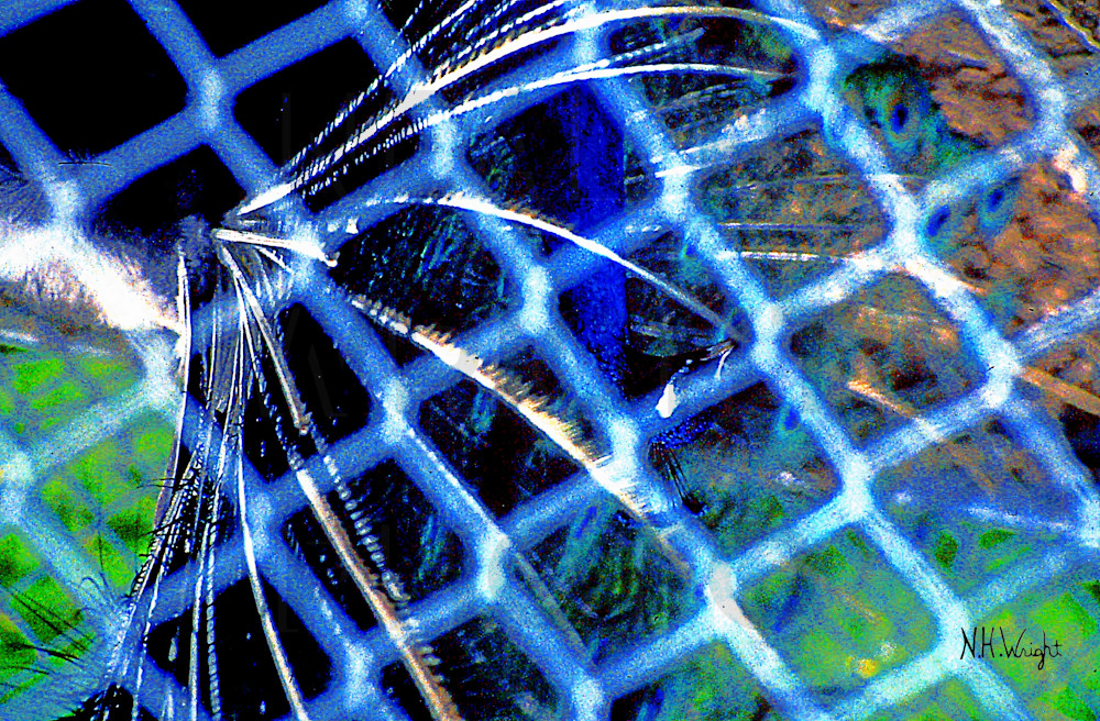 "Peacock Through The Fence"