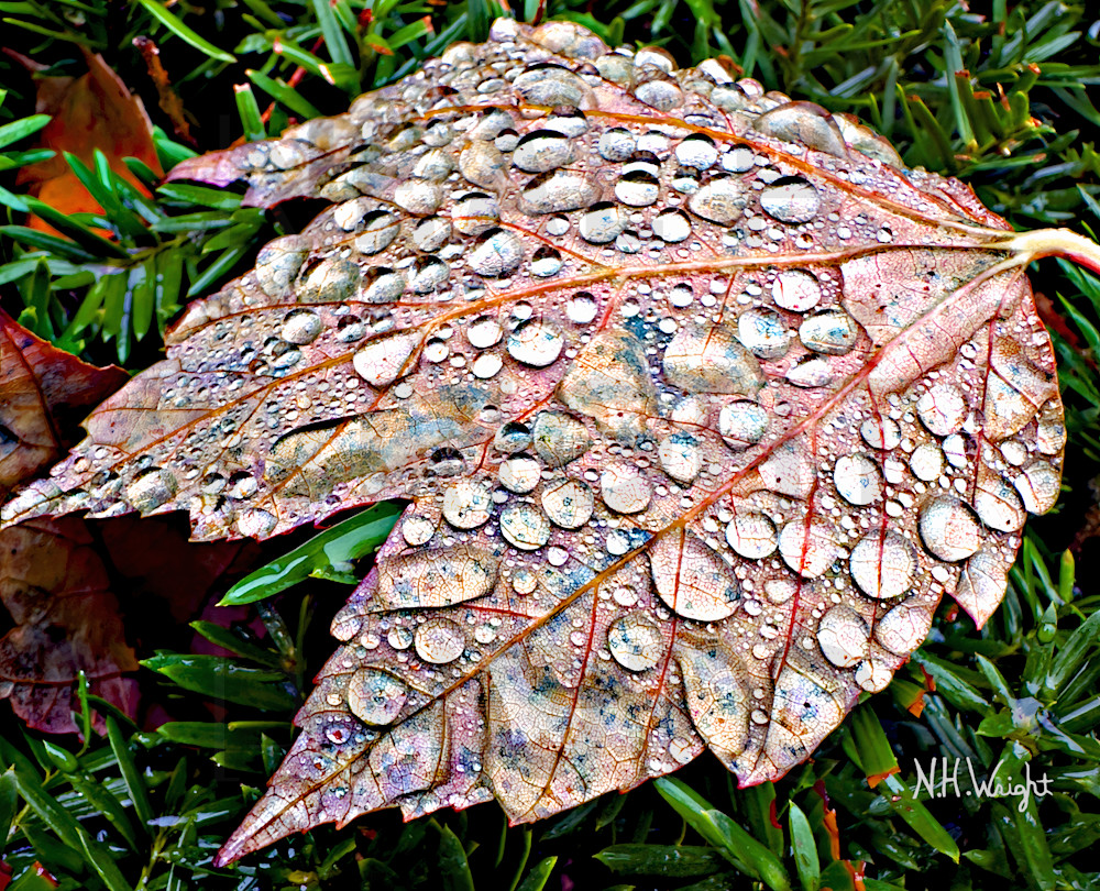 Autumn Maple Leaf Morning Mist Magnifiers