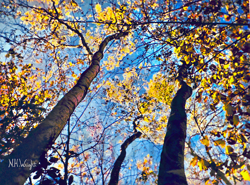 Autumn Birch Trees Find Blue Sky