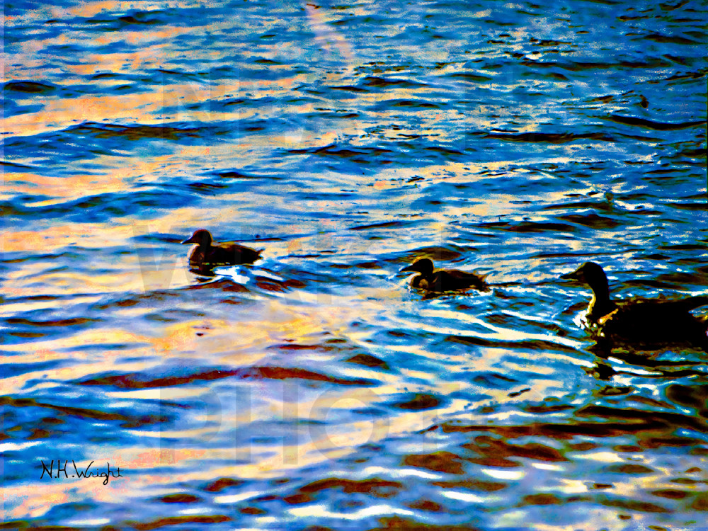 "Tres Ducks on Magical Water"