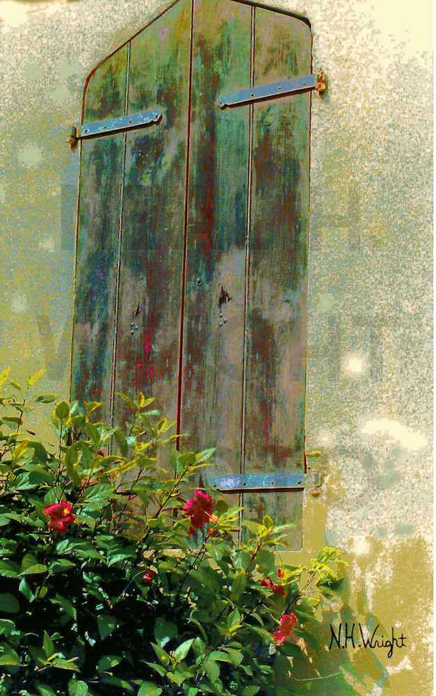  "Roses find a Caribbean Storm Shutter"