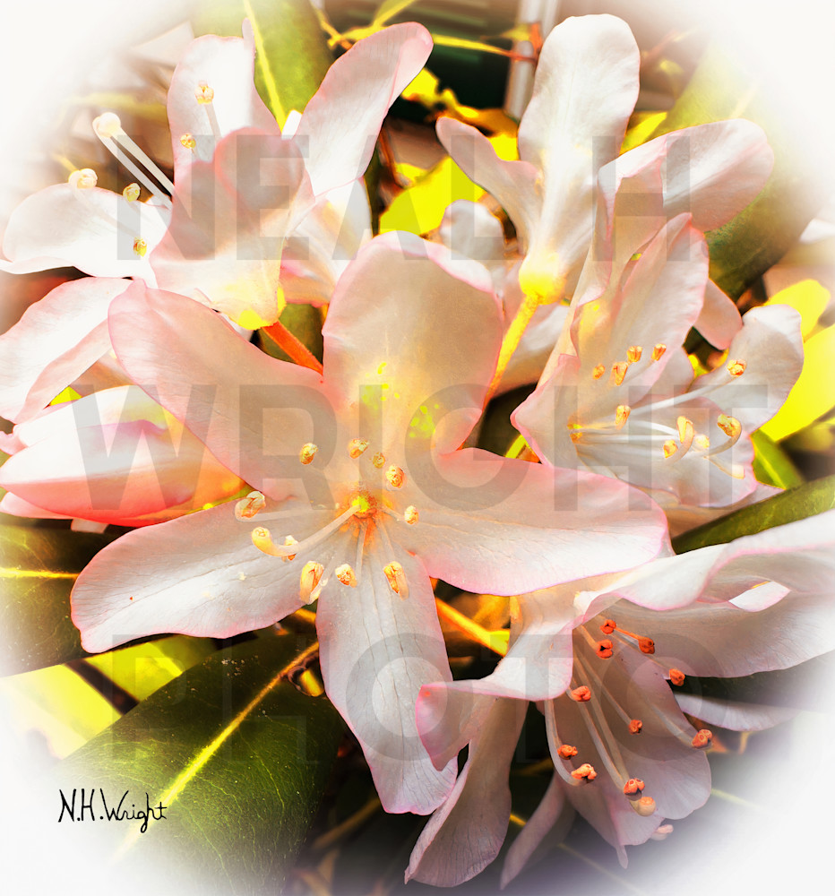 Pink Satin Dances with Golden Hues