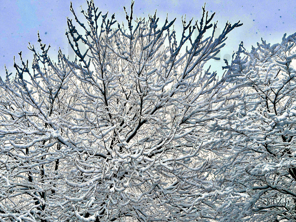 "Snowy Tree Top Branches Welcoming Sunrays"