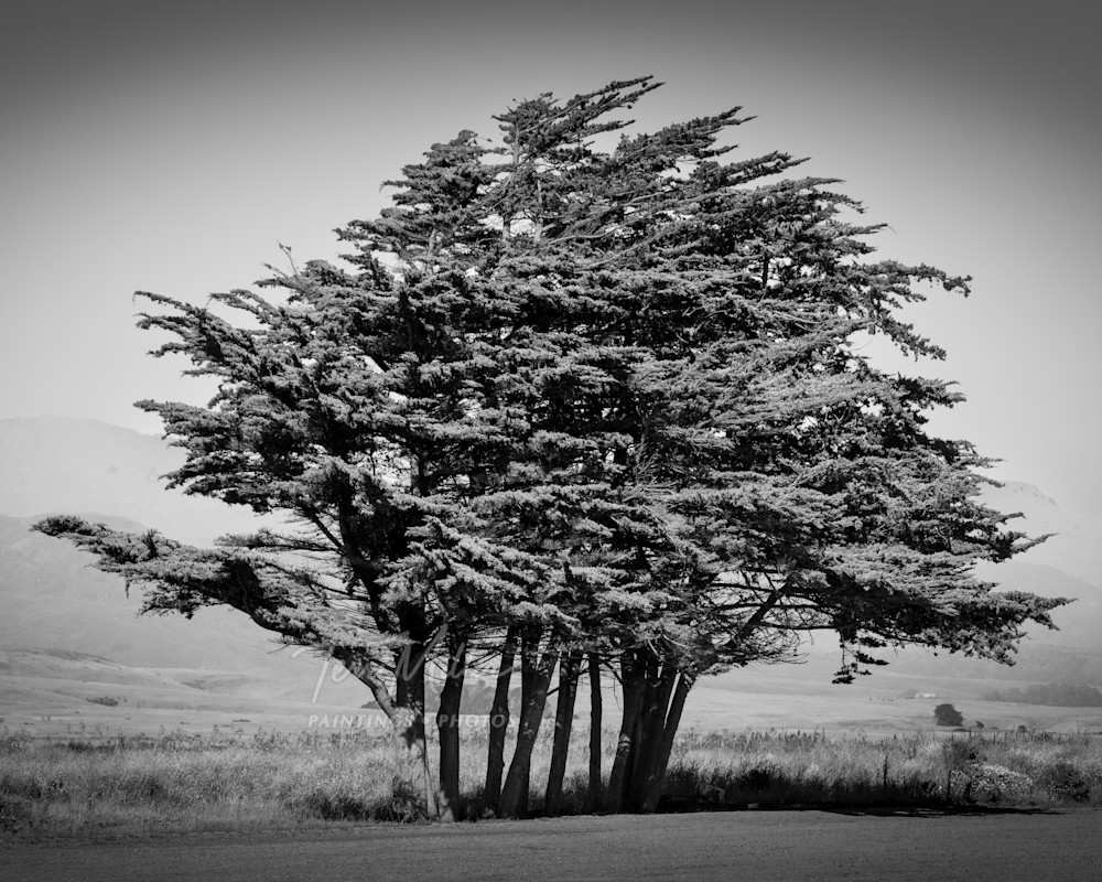 Gamboa Point Cypress Black and White