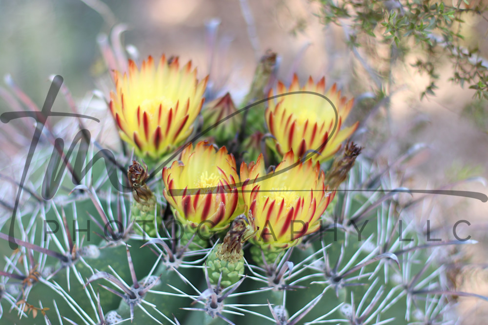 Yellow Photography Art | TaMara Myles Photography LLC