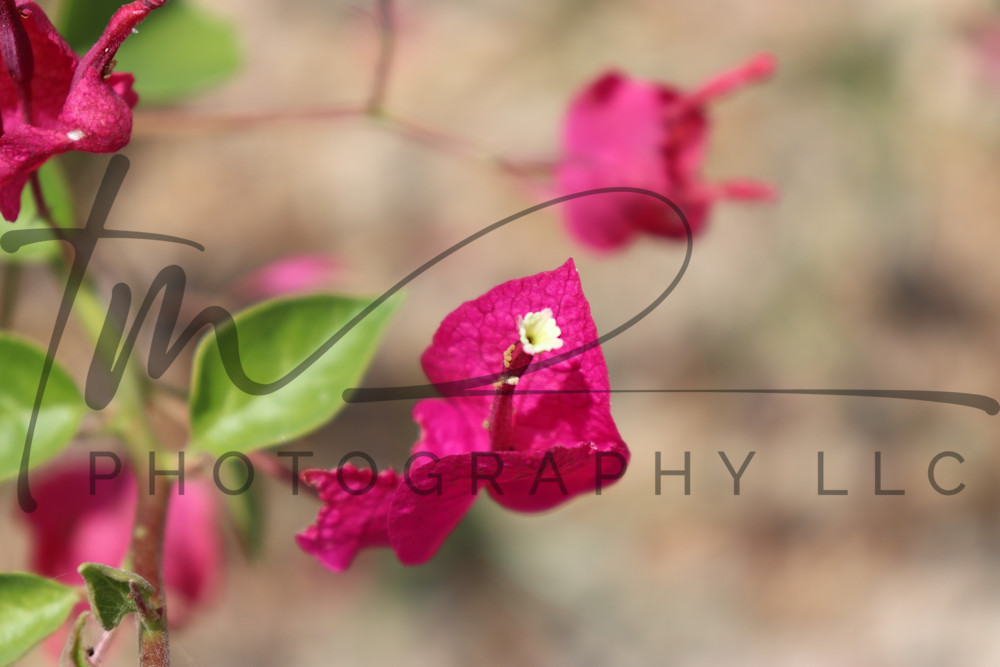 Pink Petals Photography Art | TaMara Myles Photography LLC