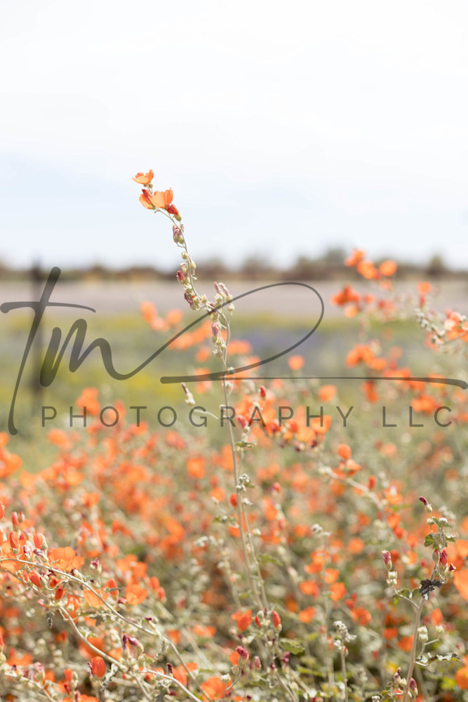 Orange Wisper Photography Art | TaMara Myles Photography LLC