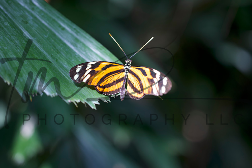 Flying Tiger Photography Art | TaMara Myles Photography LLC